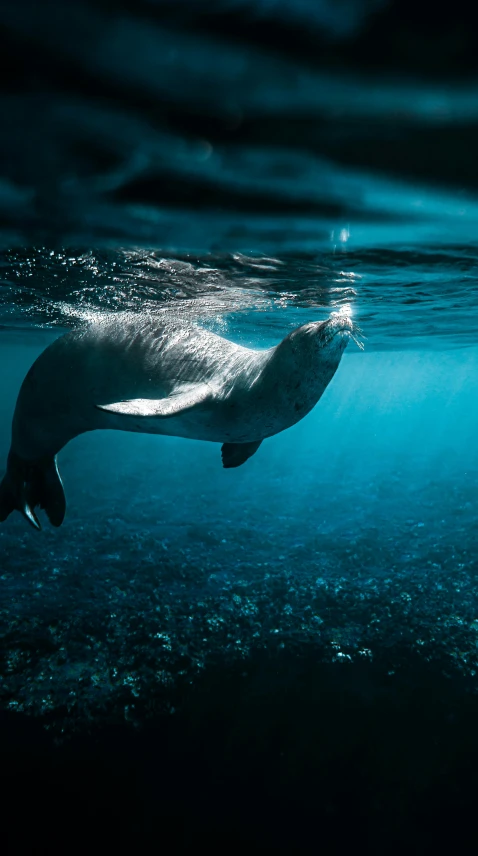 a seal swimming in the ocean at night, an album cover, by Greg Rutkowski, unsplash contest winner, romanticism, iceland, graceful curves, demur, deep underwater scene