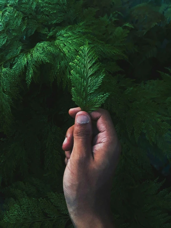 a close up of a person holding a green plant, ((trees)), profile image, fir trees, instagram picture