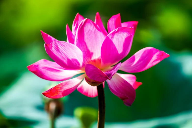 a pink flower sitting on top of a green leaf, sitting on a lotus flower, vibrant colour, paul barson, no cropping