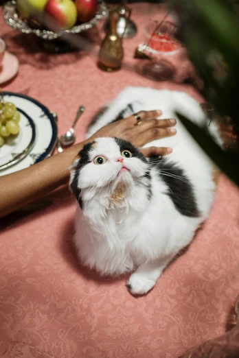a cat sitting on top of a table next to a person, by Julia Pishtar, trending on unsplash, renaissance, scene from a dinner party, high angle closeup portrait, pompous expression, limbs