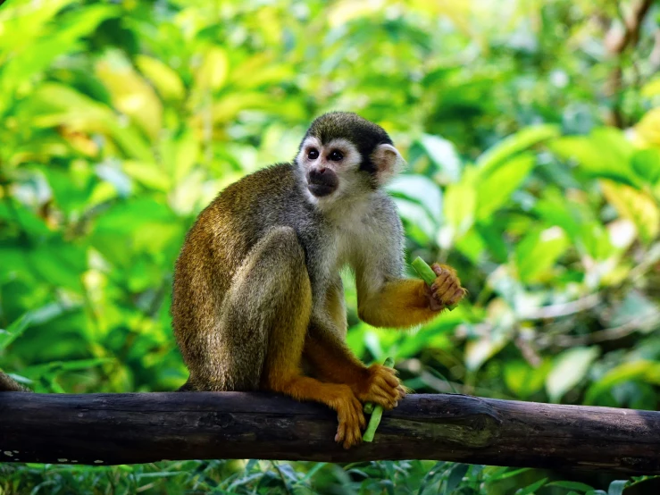 a squirrel sitting on top of a tree branch, a portrait, trending on pexels, renaissance, colombian jungle, monkeys, multicoloured, green