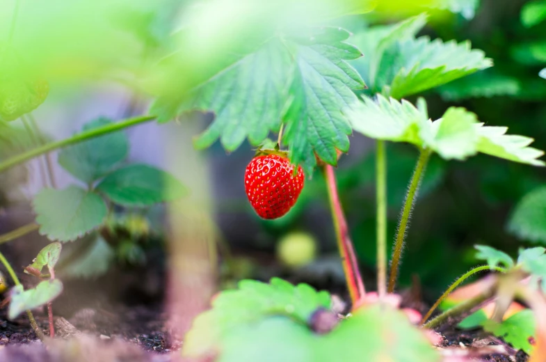 a close up of a strawberry plant with green leaves, unsplash, hurufiyya, wide high angle view, fan favorite, close up of iwakura lain, lush surroundings