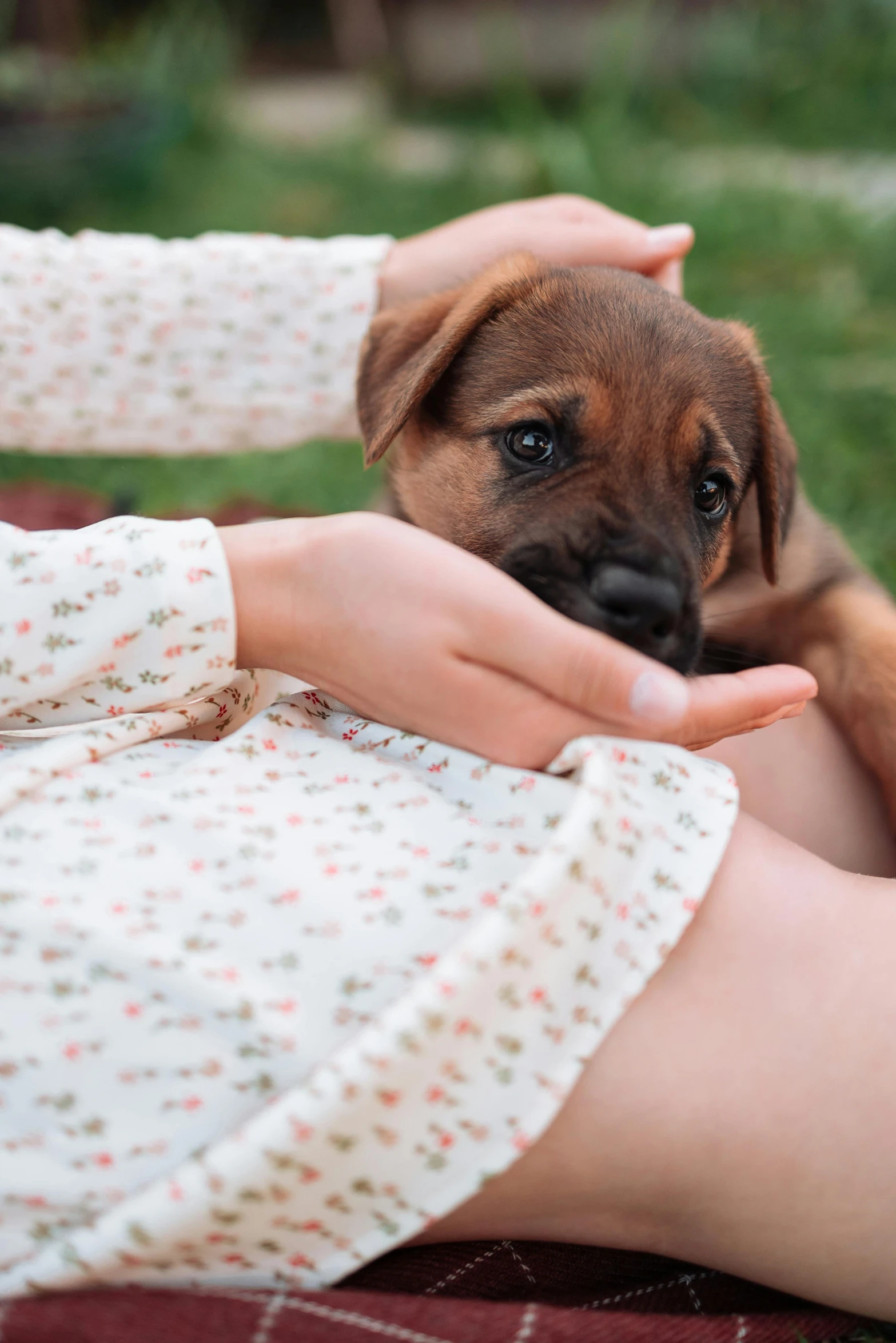 a close up of a person holding a puppy, by Elsa Bleda, renaissance, wearing a cute top, maternity feeling, medium breed, gif