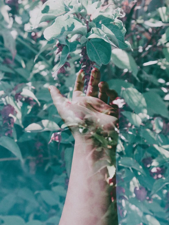 a person holding a bunch of flowers in their hand, an album cover, inspired by Elsa Bleda, trending on unsplash, magical realism, wild berry vines, ((greenish blue tones)), green and purple, ilustration