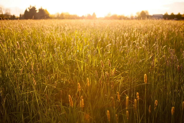 a field of tall grass with the sun setting in the background, golden hour photograph