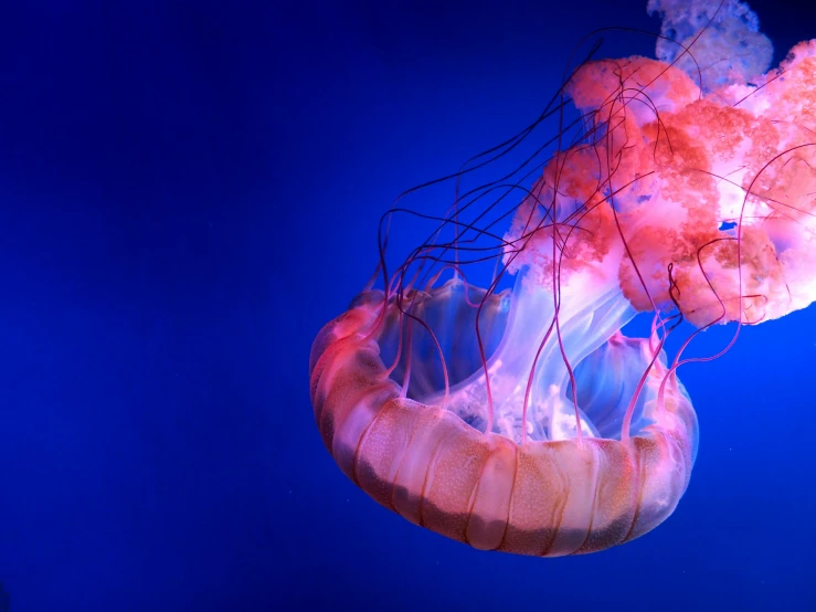 a jellyfish that is floating in the water, an album cover, pexels contest winner, romanticism, light red and deep blue mood, 🦩🪐🐞👩🏻🦳, slide show, glowing veins of white