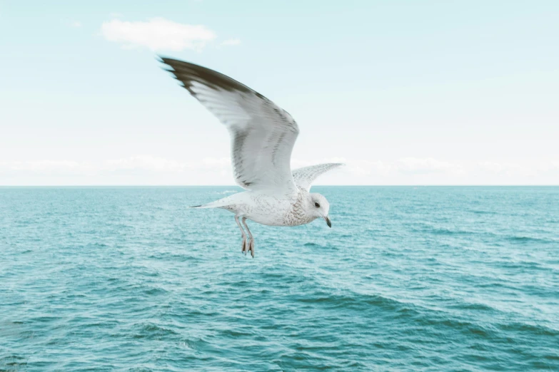 a seagull flying over a body of water, an album cover, by Gavin Hamilton, pexels contest winner, arabesque, set sail, ignant, clean 4 k, basil flying