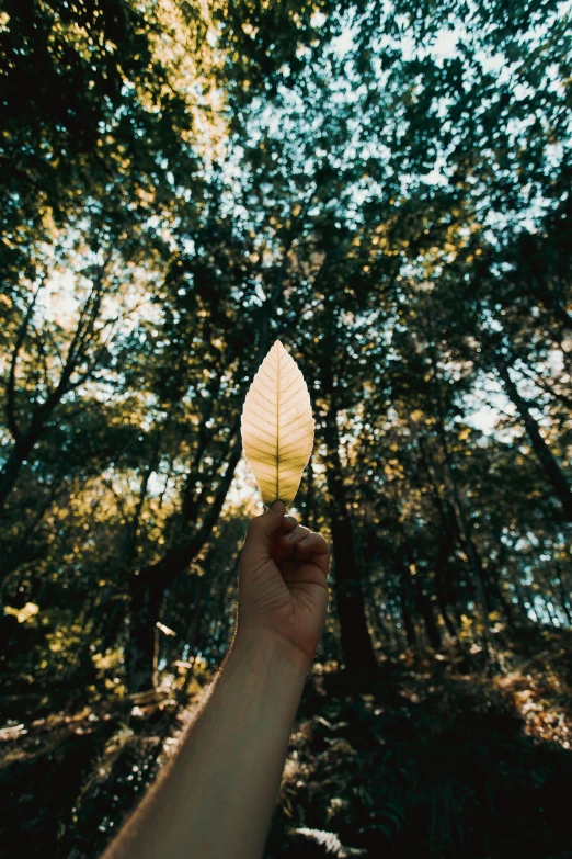 a person holding a leaf in a forest, by Niko Henrichon, show, single light, instagram post, profile image