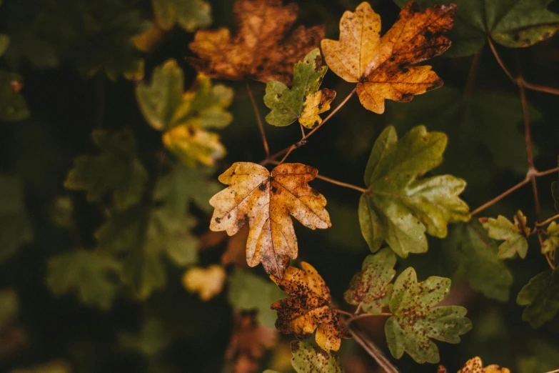 a close up of a leaf on a tree, an album cover, trending on pexels, autumn colour oak trees, green and brown color palette, thumbnail, yellowed