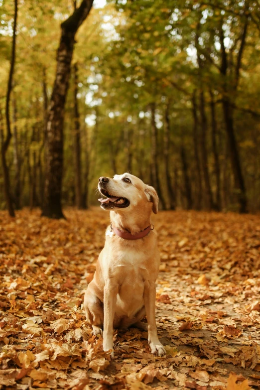 a dog that is sitting in the leaves, looking into the distance, celebrating, 2019 trending photo