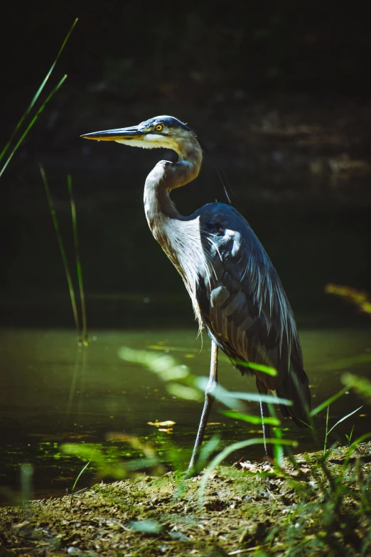 a large bird standing next to a body of water, a portrait, in the sun, lush surroundings, backwater bayou, unsplash photo contest winner