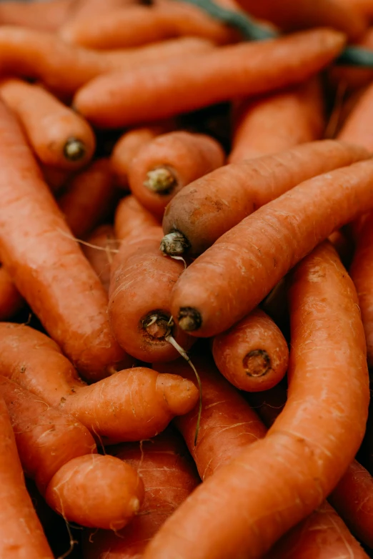 a pile of carrots sitting on top of each other, many holes, uncropped, thumbnail, up close