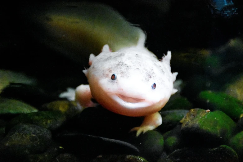 a close up of a fish in a tank, featured on reddit, mingei, cute axolotl, with a bright smile, photograph credit: ap, heterochromia