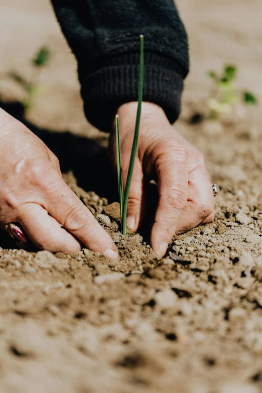 a close up of a person holding a plant in the dirt, plants and grass, digging, profile image