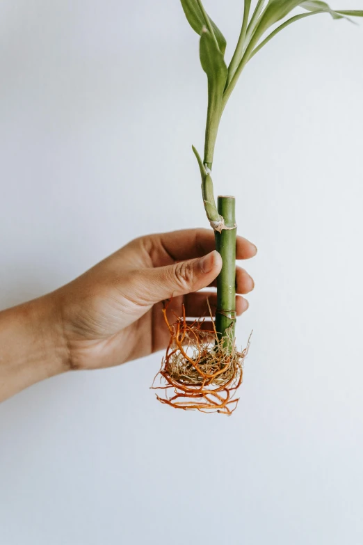 a person holding a plant in their hand, root trap, orchid stems, detailed product image, of bamboo