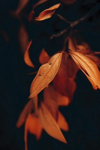 a close up of a leaf on a tree, an album cover, inspired by Elsa Bleda, trending on pexels, dark orange, made of leaves, night photo, classical
