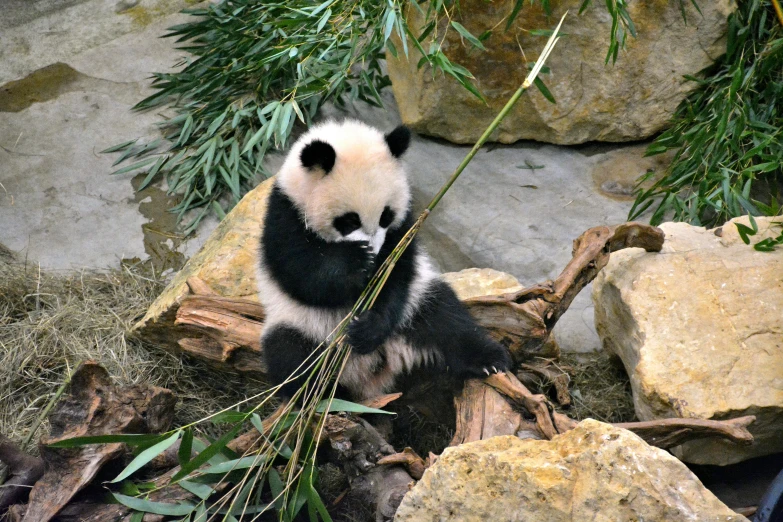 a panda bear sitting on top of a pile of rocks, with a straw