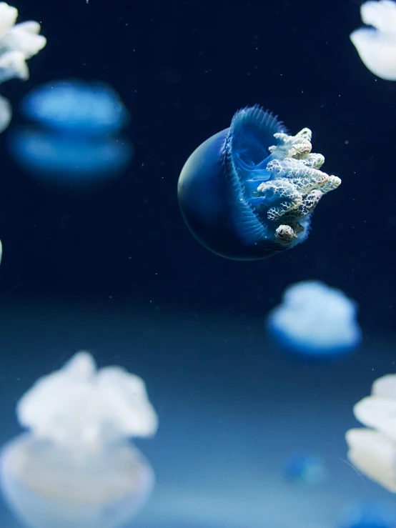 a group of jellyfish swimming in an aquarium, slide show, nasa photos, fan favorite, blue drips