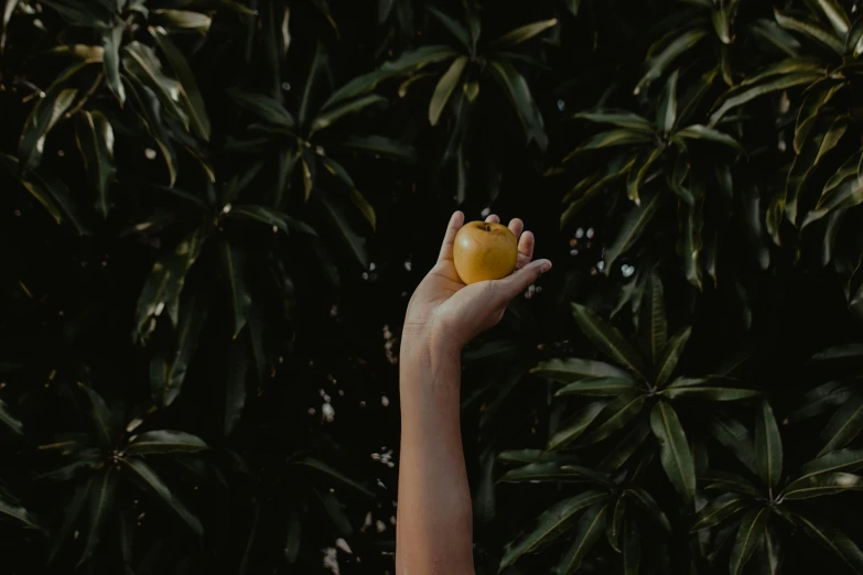 a person holding an apple in front of a bush, by Emma Andijewska, unsplash contest winner, elegant yellow skin, background image, manuka, palm body