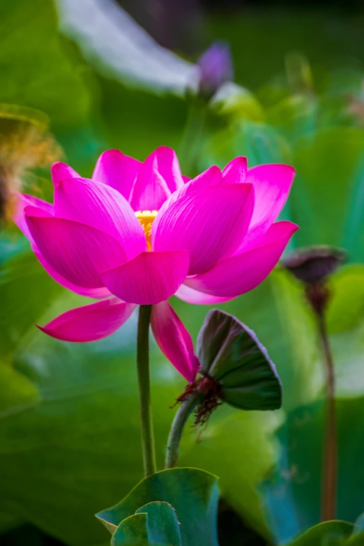 a pink flower with green leaves in the background, by Reuben Tam, unsplash, lotus pond, paul barson, vietnam, lpoty