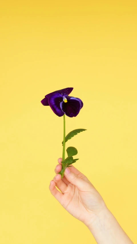 a person holding a purple flower in their hand, an album cover, inspired by Yves Klein, pexels contest winner, postminimalism, yellow, declan mckenna, puppet, botanical herbarium paper