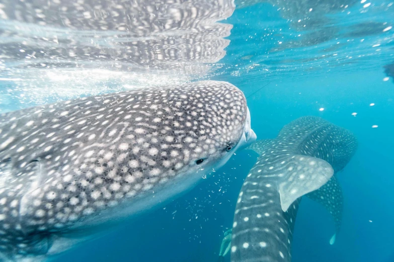 a group of people swimming next to a whale, pexels contest winner, hurufiyya, blue scales with white spots, shark face, up close, grey