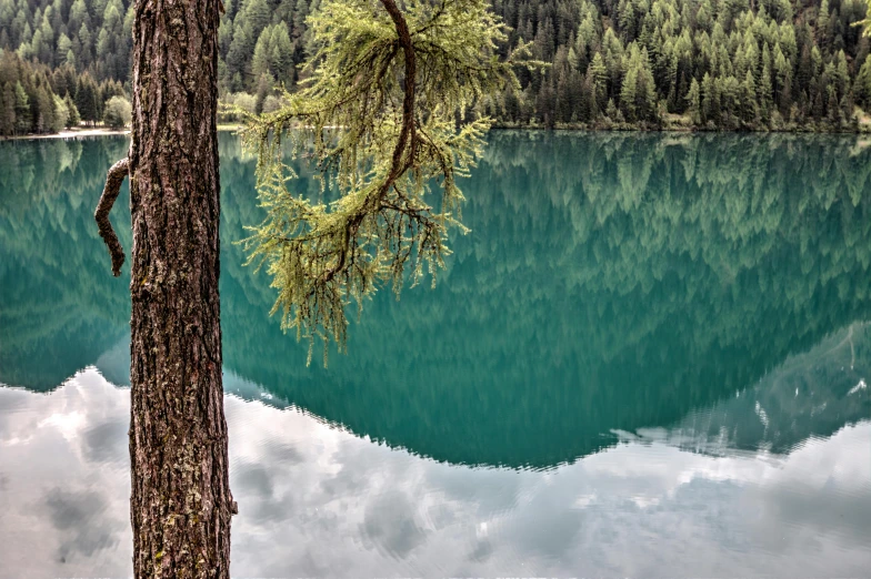 a large body of water surrounded by trees, by Jan Rustem, pexels contest winner, hurufiyya, pine tree, in the swiss alps, colour photo, hd footage