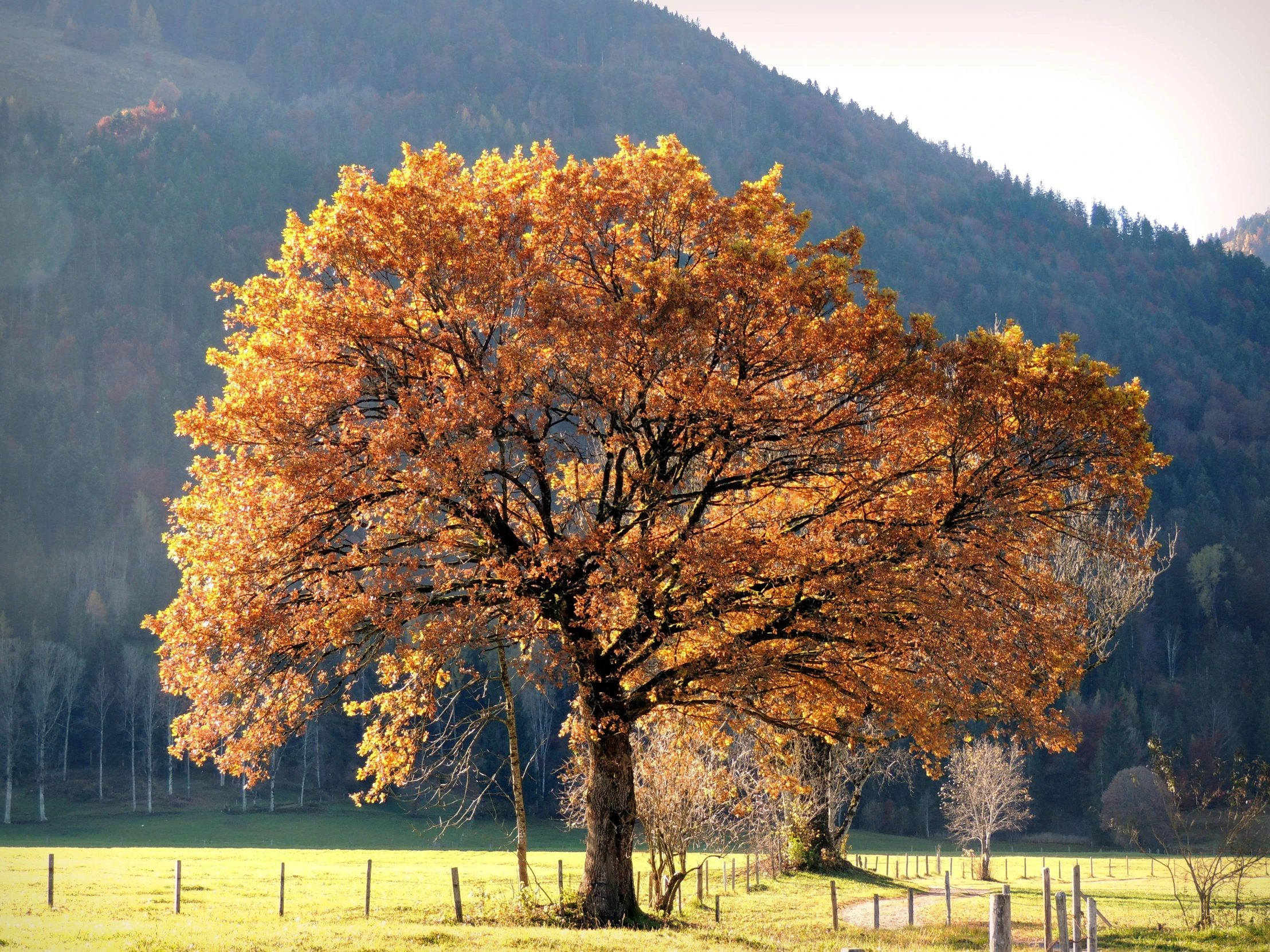 a tree in a field with mountains in the background, inspired by Jan Müller, pexels contest winner, autumn lights colors, brown, instagram post, sunny light