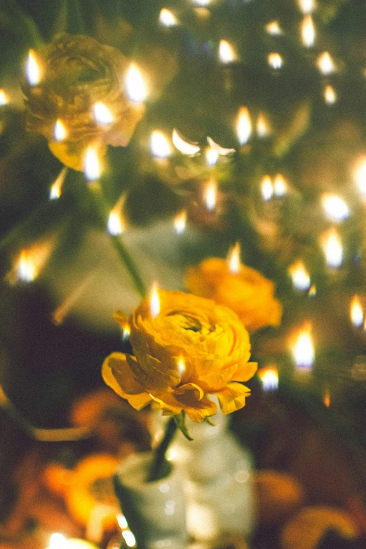 a vase filled with yellow flowers sitting on top of a table, an album cover, unsplash, romanticism, christmas lights, low detail, lush flora, floating lanterns