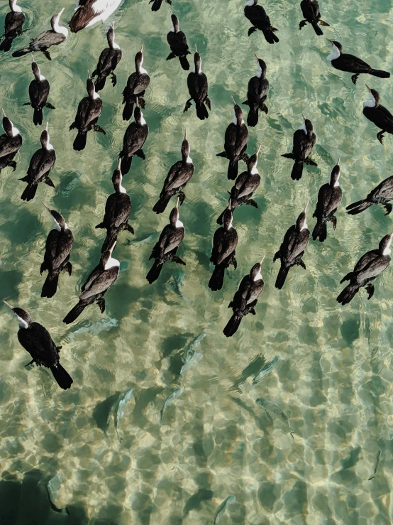 a flock of birds standing on top of a body of water, photograph from above, manly, brett amory, shallow water