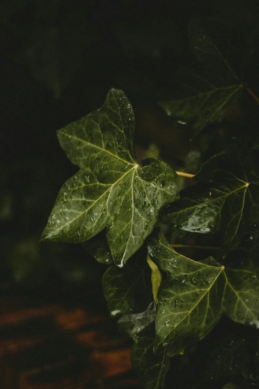 a close up of a plant with water droplets on it, inspired by Elsa Bleda, unsplash, hurufiyya, ivy vine leaf and flower top, trees and plants, ignant, high resolution photo