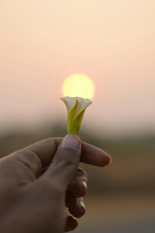 a person holding a flower in front of the sun, at dawn, solemn gesture, holding it out to the camera, lily petals