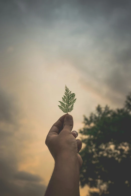 a person holding a plant in their hand, a picture, pexels contest winner, skies behind, iconic shot, microchip leaves, arboreal