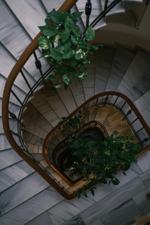 a spiral staircase with a potted plant on top, marbled veins, lush green, camera looking down upon, low-light