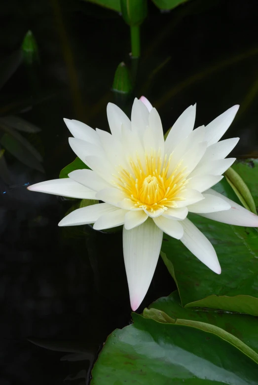 a white flower sitting on top of a green leaf, lily pads, bromeliads, bright white porcelain, persian queen