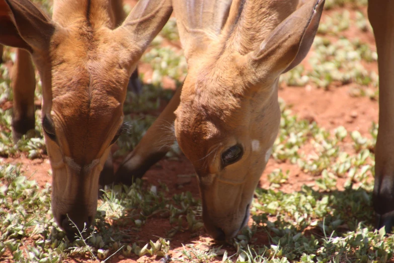 a couple of animals that are eating some grass, a picture, by Lee Loughridge, unsplash, hurufiyya, red dusty soil, has horns: a sharp, closeup at the food, well shaded