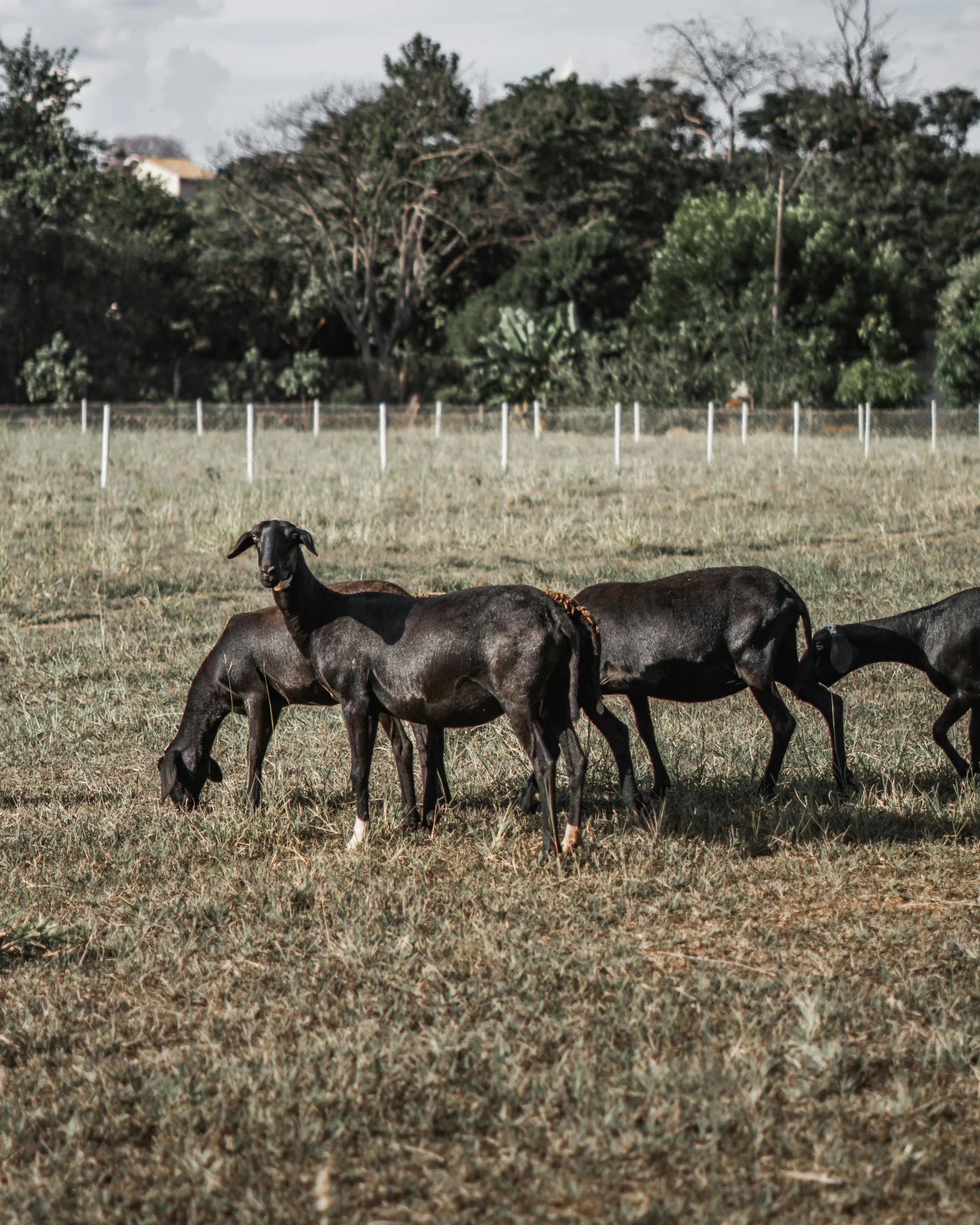 a herd of cattle standing on top of a grass covered field, in the yard, unmistakably kenyan, hairless, trending on vsco