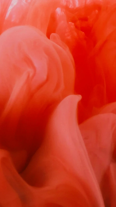 a close up of a red flower on a white background, a macro photograph, inspired by Georgia O’Keeffe, romanticism, flowing salmon-colored silk, video still, red robes, pink smoke
