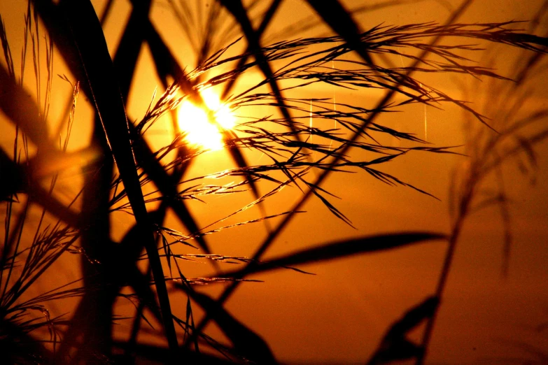 the sun is setting behind some tall grass, art photography, ((sunset)), 2045, asian sun, a close-up