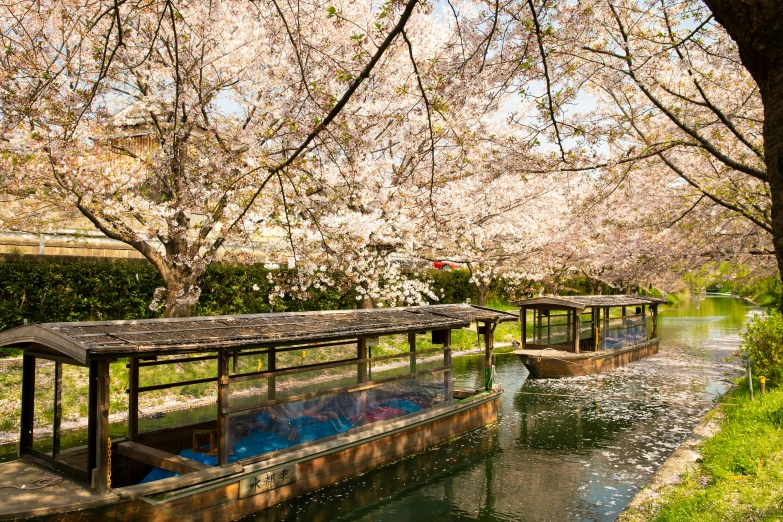 a boat traveling down a river next to a lush green forest, a picture, inspired by Miyagawa Chōshun, trending on unsplash, mingei, cherry blossom petals, featuring flowing fountains, canals, sunny day time