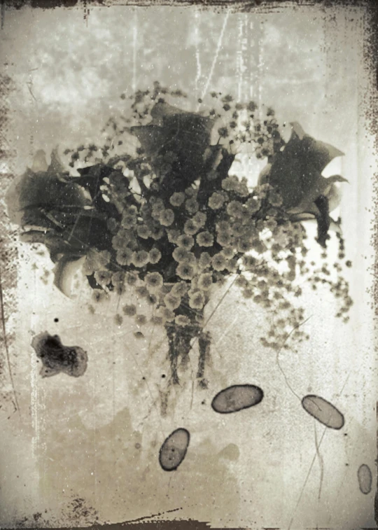 a black and white photo of a bunch of flowers, an etching, inspired by Katia Chausheva, vanitas, “berries, expired burned film from 1930s, lu ji, photographed on damaged film
