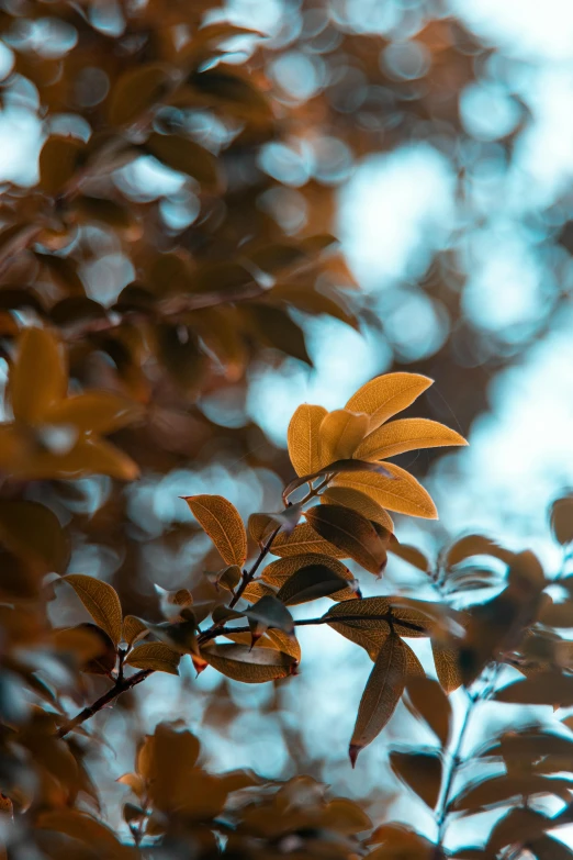 a close up of a leaf on a tree, a picture, inspired by Elsa Bleda, trending on pexels, brown flowers, hasselblad film bokeh, orange and blue, cinematic image