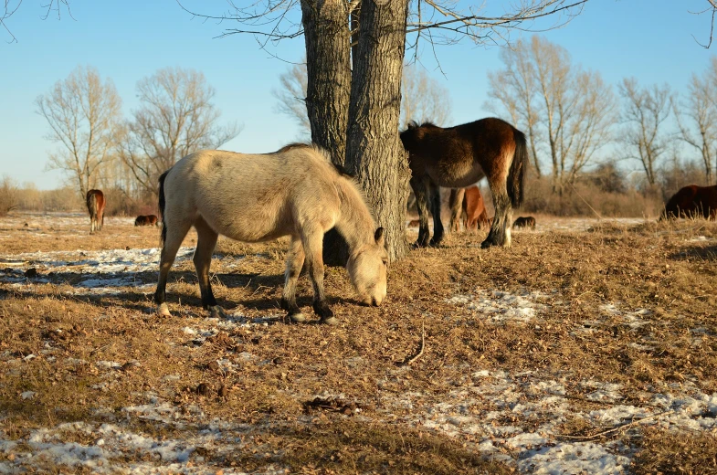 a group of horses grazing in a field next to a tree, by Sven Erixson, unsplash, land art, spring winter nature melted snow, ancient mongolian elon musk, thumbnail, city park