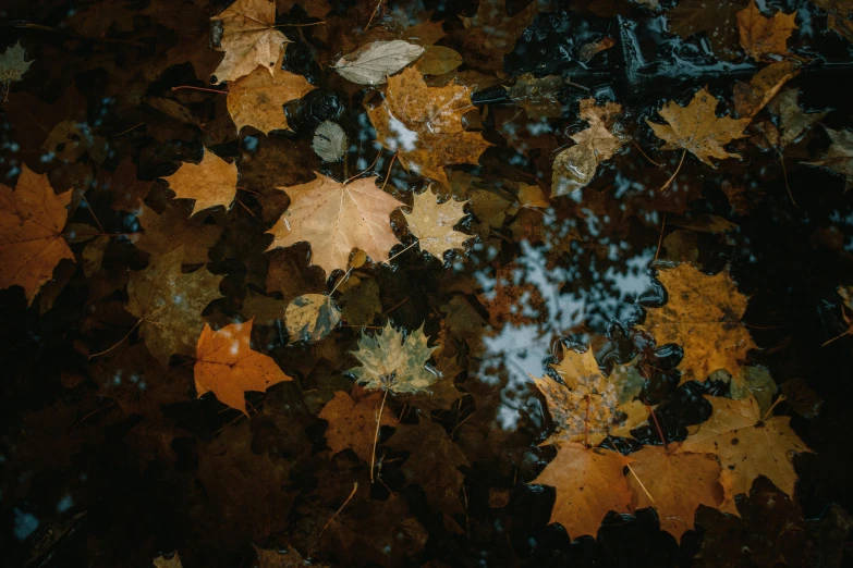 a bunch of leaves that are laying on the ground, an album cover, by Elsa Bleda, pexels contest winner, visual art, stars reflecting on the water, brown, 15081959 21121991 01012000 4k, thumbnail