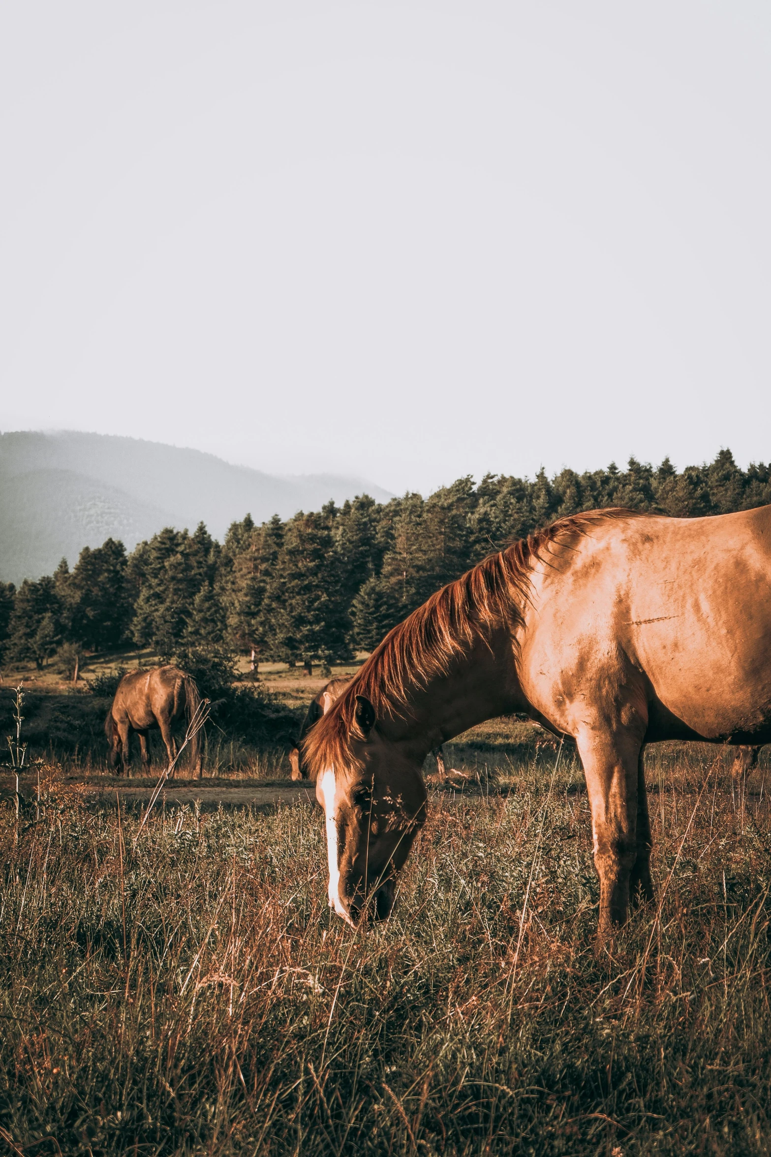 a brown horse standing on top of a grass covered field, unsplash contest winner, renaissance, eating, near forest, horses, low quality photo