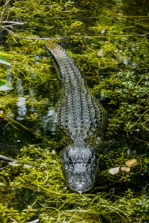 an alligator that is floating in some water, amongst foliage, looking down on the camera, in australia, award winning color photo