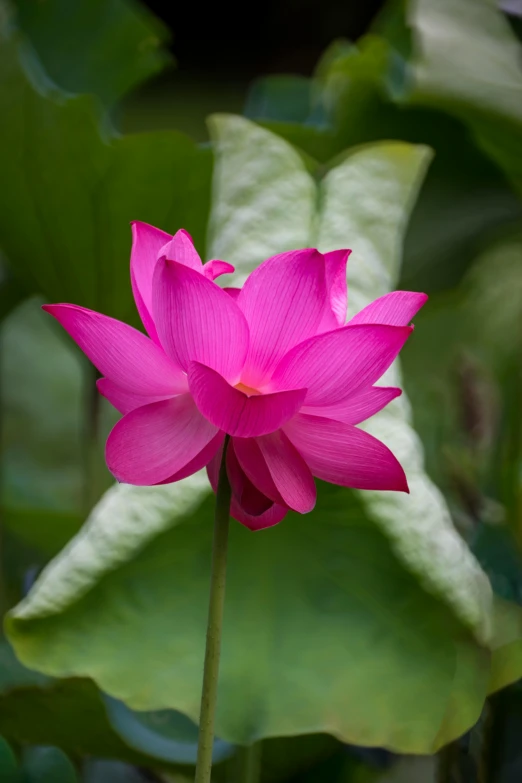 a pink flower with green leaves in the background, standing gracefully upon a lotus, mystical kew gardens, ben lo, paul barson