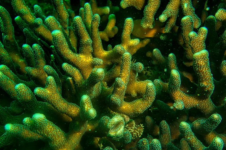 a close up of a bunch of green corals, by Thomas Häfner, 🦩🪐🐞👩🏻🦳, underwater in the ocean at night, yellow and green, thumbnail