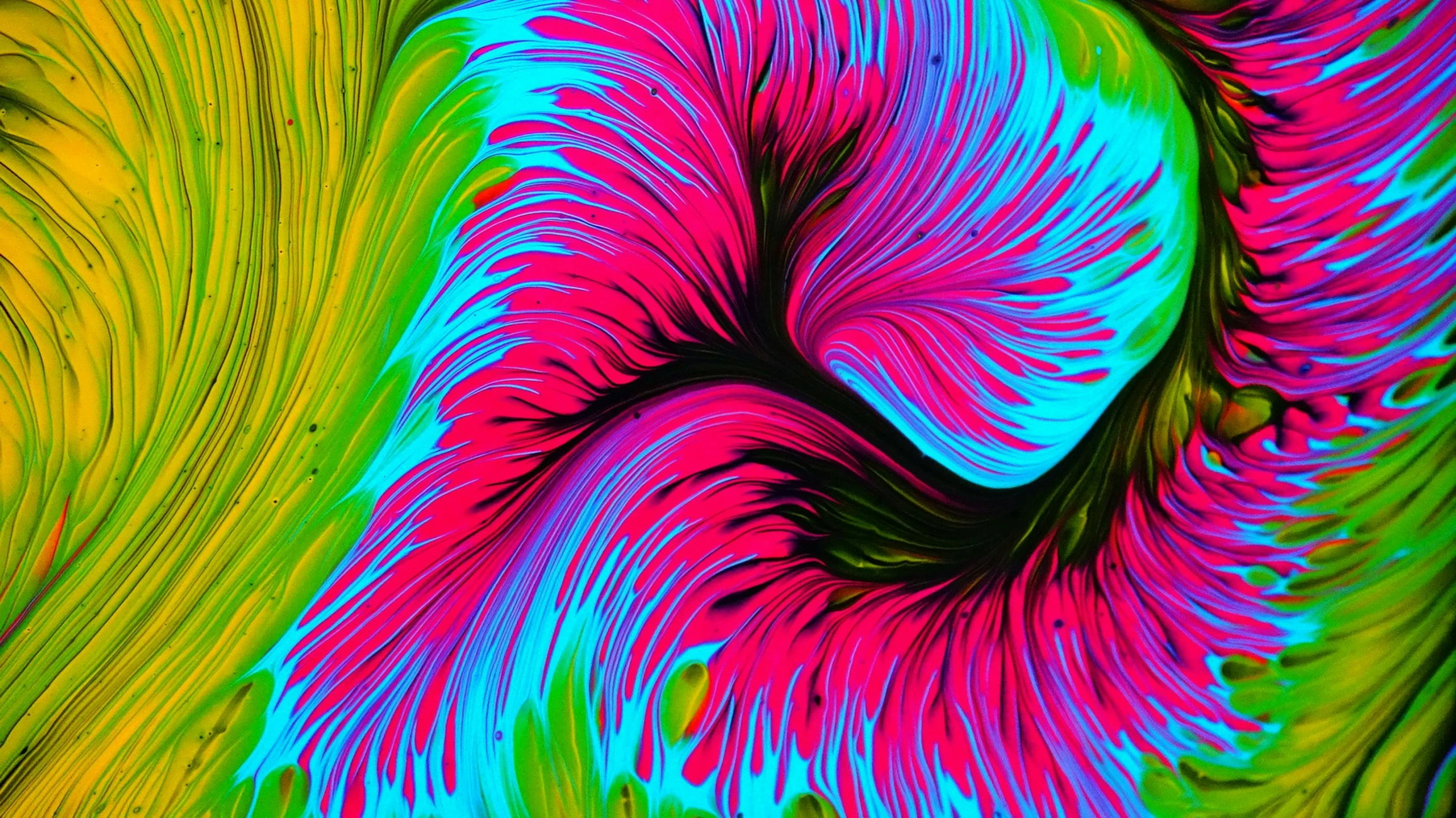 a colorful swirl of paint on a black background, a microscopic photo, inspired by George Aleef, generative art, in the colors hot pink and cyan, psychedelic fern, long trippy hair, intricate oil sweeps