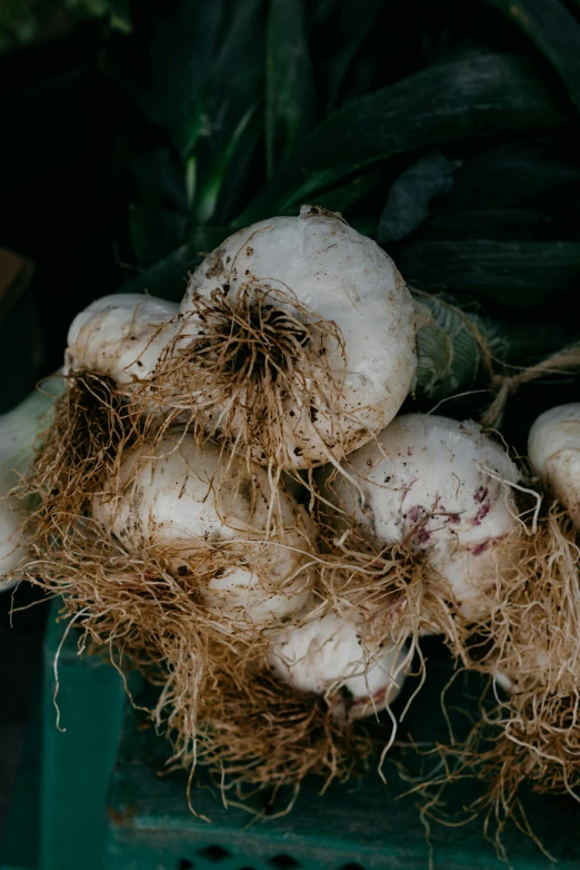 a bunch of garlic sitting on top of a green crate, unsplash, covered with roots, dynamic closeup, coconuts, low quality photo